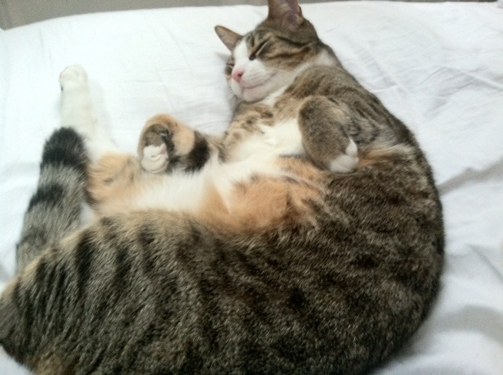 未来发展蓝图:澳大利亚队如何从本土赛场走向世界舞台,澳大利亚队首发