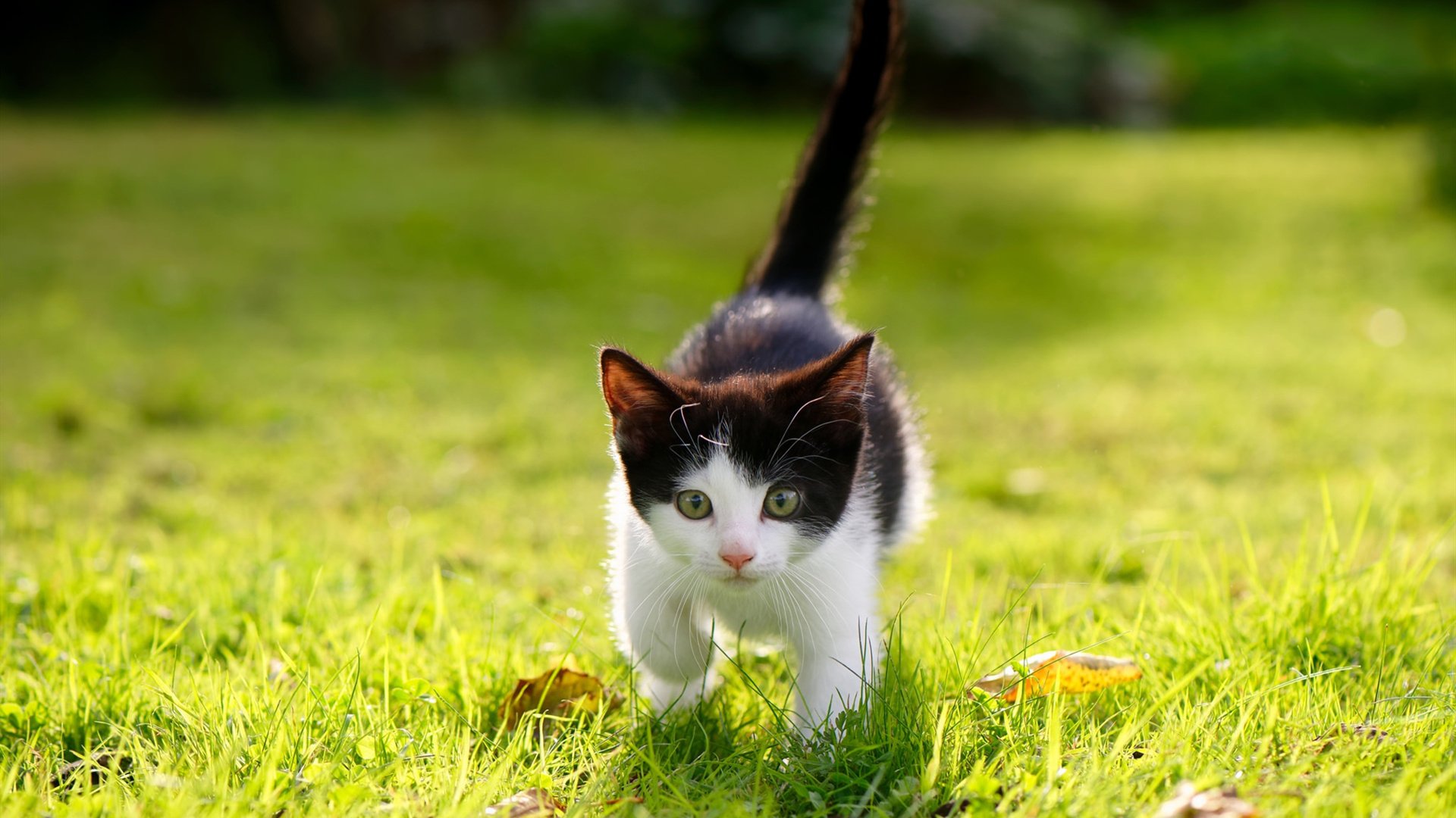 皇家社会打出流畅传控展现统治力，皇家社会首发